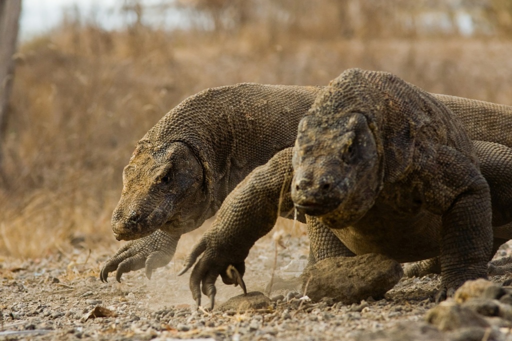 Kenneth DiLuigi_komodo-9847492_1920.jpg Kenneth DiLuigi_komodo-9847492_1920.jpg