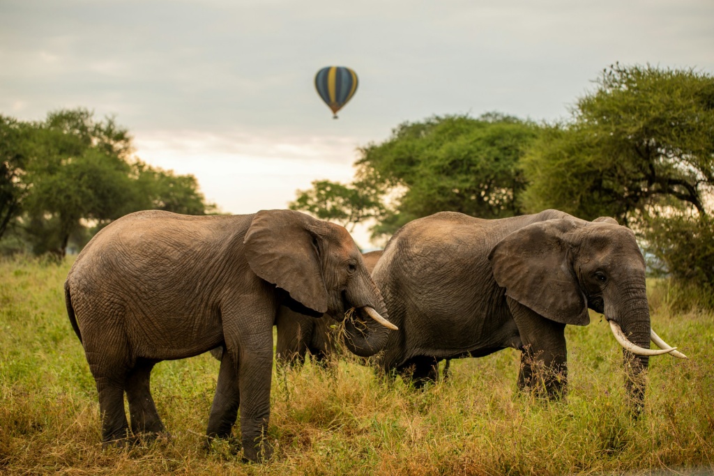 tanzania-wild-sky-NHQOJBbJgdk-unsplash.jpg tanzania-wild-sky-NHQOJBbJgdk-unsplash.jpg